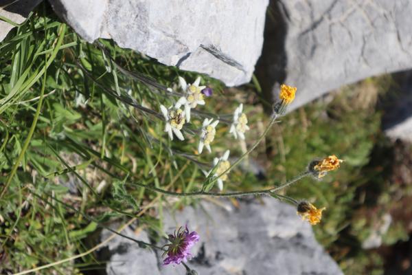 A close-up shot reveals a cluster of delicate Edelweiss flowers blooming amongst green grass and grey rocks